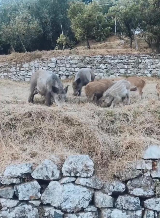 Locanda Agrogallo Carro Ngoại thất bức ảnh